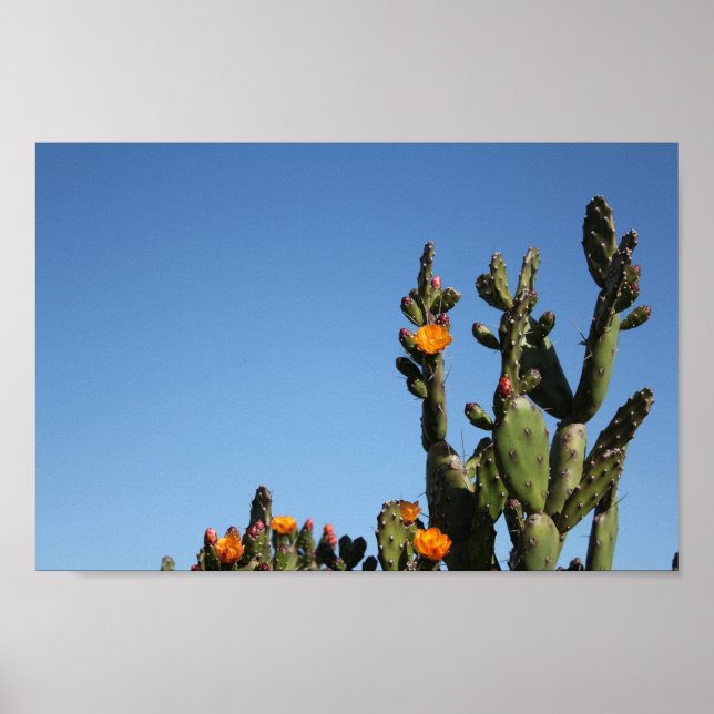 Affiche Hot Africa Desert Cactus Plante Prickly Pear Flowe (Devant)