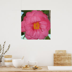 Affiche Hot Pink Camellia Growing