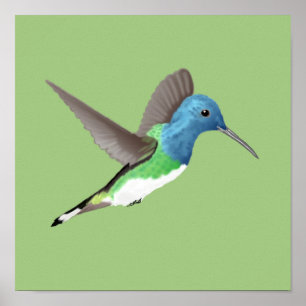 Affiche Hovering Jacobin Hummingbird - transparent.