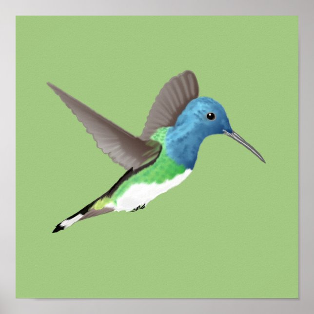 Affiche Hovering Jacobin Hummingbird - transparent. (Devant)
