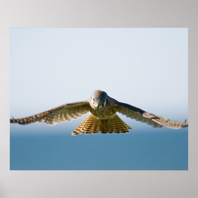 Affiche Hovering Kestrel (Devant)