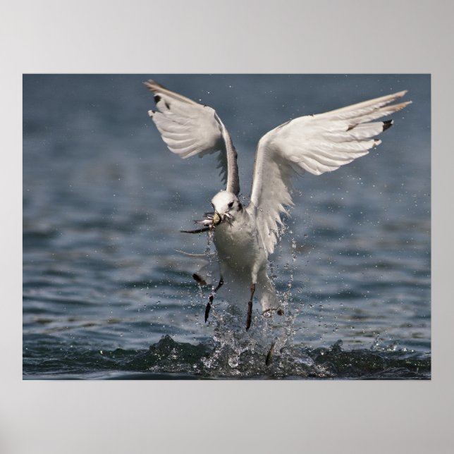 Affiche Hovering Kittiwake (Devant)