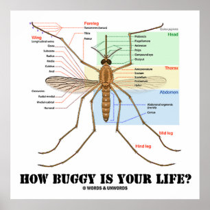 Affiche How Buggy Is Your Life? Mosquito Anatomy Humor