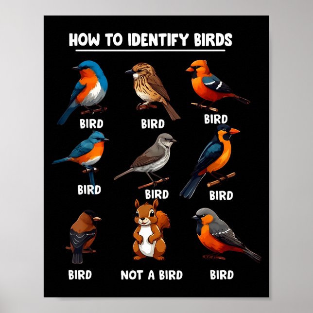 Affiche How To Identify Birds Funny Birds Identification B (Devant)
