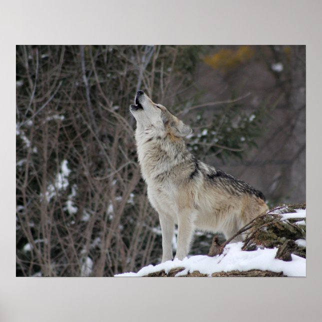 Affiche Howling Wolf En Hiver (Devant)