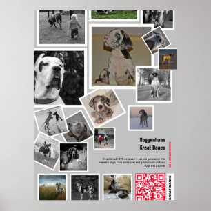 Affiche Huge chiot Great Dane à vendre