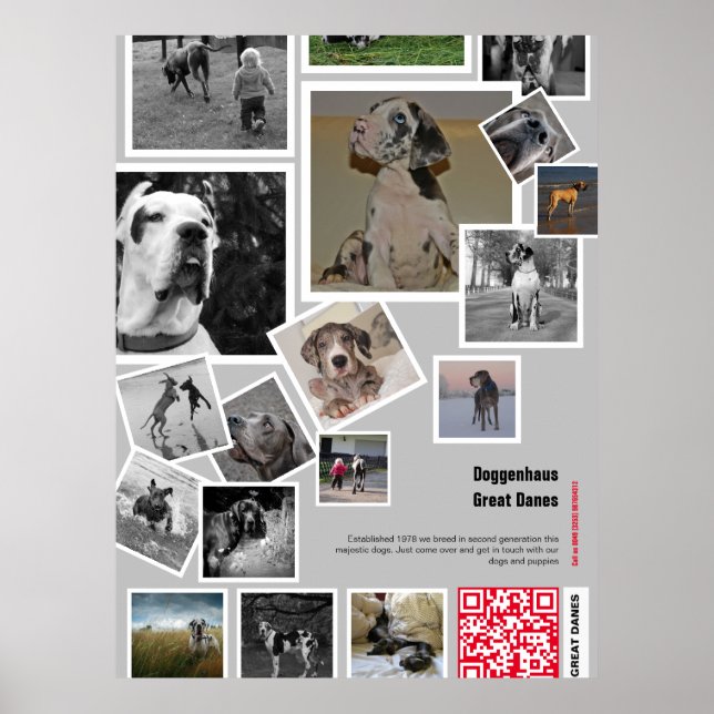Affiche Huge chiot Great Dane à vendre (Devant)