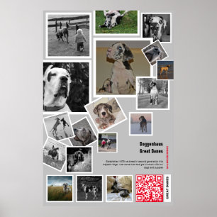 Affiche Huge chiot Great Dane à vendre