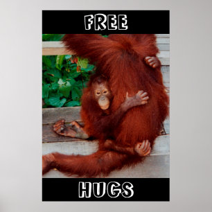 Affiche Hugs libres Borneo orangutan
