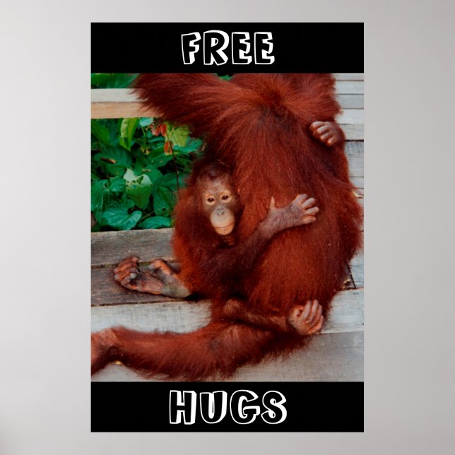 Affiche Hugs libres Borneo orangutan (Devant)