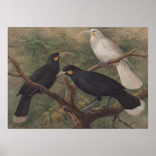 Affiche Huia New Zealand Bird peinture Vintage nature (Devant)