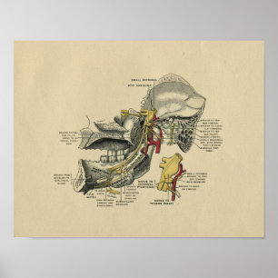 Affiche Humain Jaw TMJ Anatomy 1902 Vintage Print