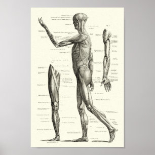 Affiche Human anatomy, muscles of the human body