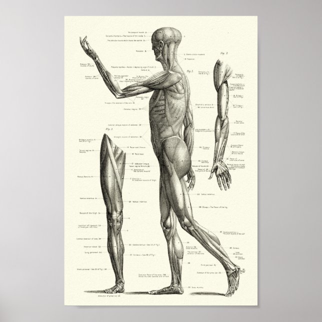Affiche Human anatomy, muscles of the human body (Devant)