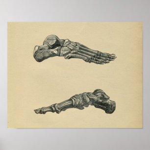 Affiche Human Foot Anatomy 1902 Vintage Print