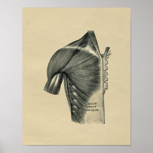 Affiche Human Muscle Anatomy 1902 Vintage Print