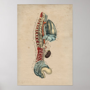 Affiche Human Nervous System Anatomy 1841 Print