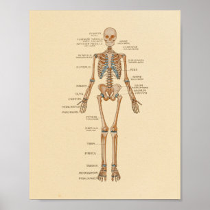 Affiche Human Skeletal Bones Anatomy Print