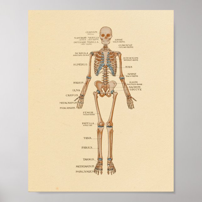 Affiche Human Skeletal Bones Anatomy Print (Devant)