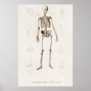 Affiche Human skeleton