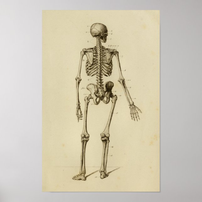 Affiche Human Skeleton Anatomy Print Posterior (Devant)