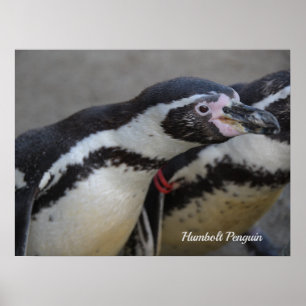 Affiche Humbolt Penguin au zoo de Drusillas dans l'est du