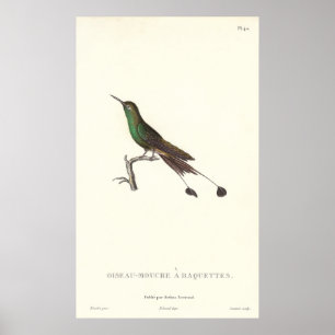 Affiche Humminbird vert Long-coupé la queue de copie
