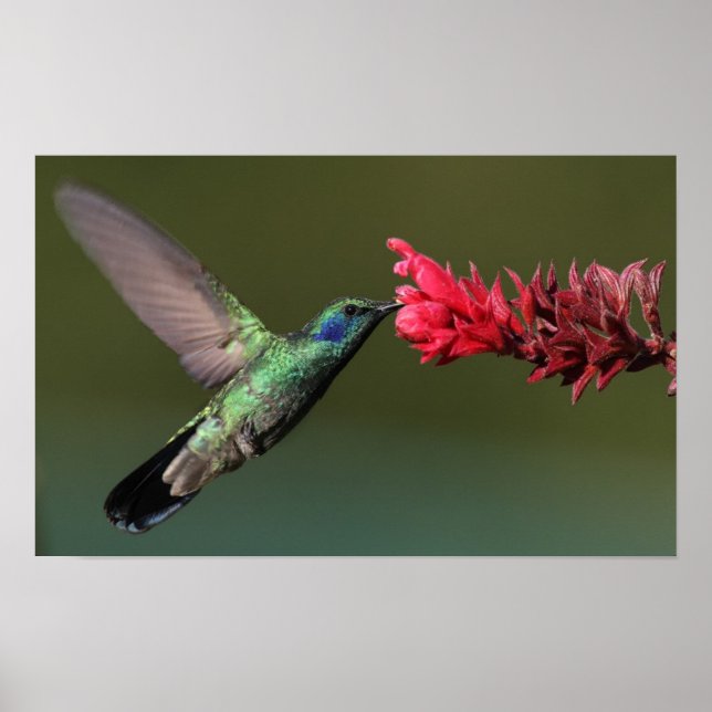 Affiche Hummingbird (Devant)