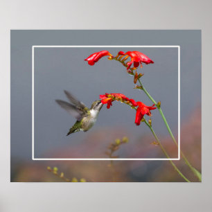 Affiche Hummingbird And Crocosmia