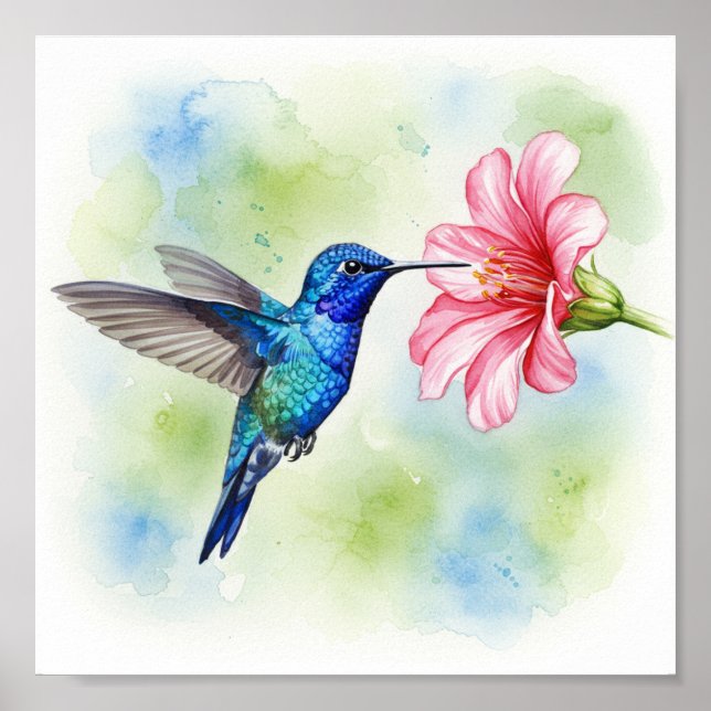 Affiche Hummingbird feeding (Devant)