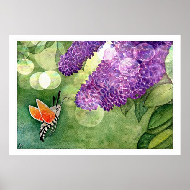 Affiche Hummingbird Hawk Moth and Lilacs (Devant)