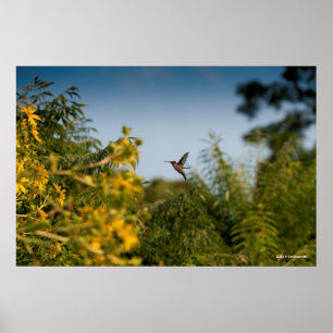 Affiche Hummingbird in Flight