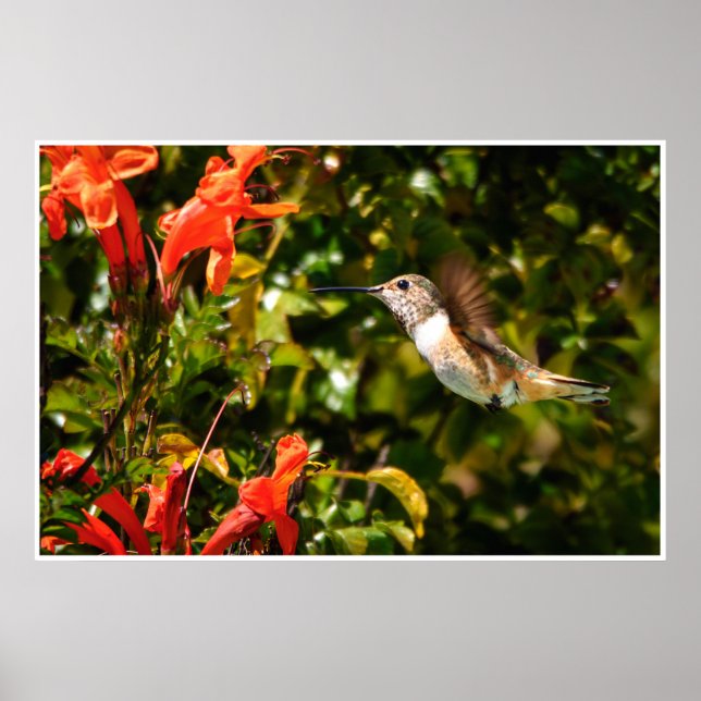 Affiche Hummingbird in Flight – Garden Wildlife Photo (Devant)