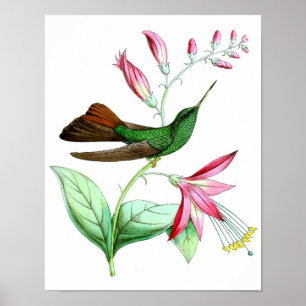 Affiche Hummingbird No.3 Antique Histoire Naturelle Imprim