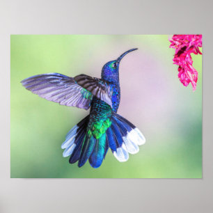 Affiche Hummingbird violet volant dans une pose gracieuse