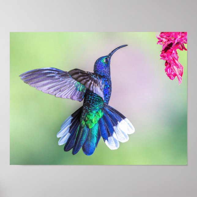 Affiche Hummingbird violet volant dans une pose gracieuse (Devant)