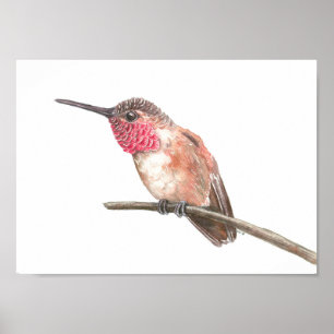 Affiche Hummingbird watercolor