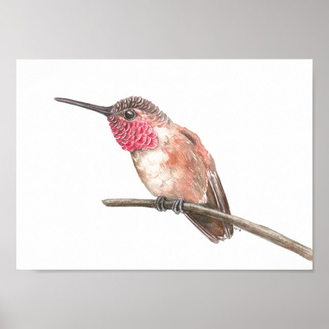 Affiche Hummingbird watercolor (Devant)