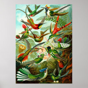 Affiche Hummingbirds