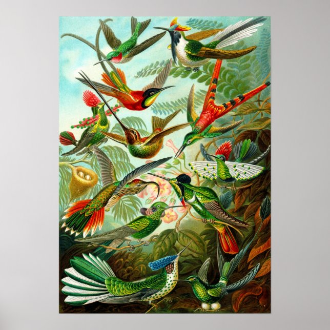 Affiche Hummingbirds (Devant)