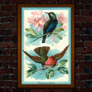 Affiche Hummingbirds vintages 1917 Art tropical
