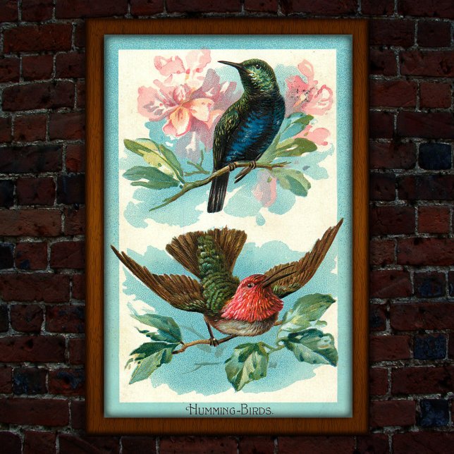Affiche Hummingbirds vintages 1917 Art tropical (Créateur téléchargé)