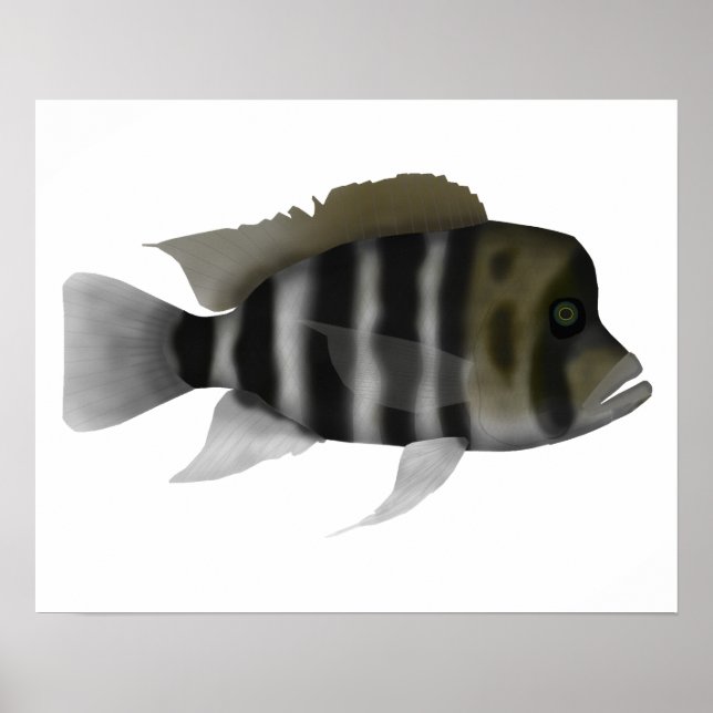 Affiche Humphead Cichlid (Devant)
