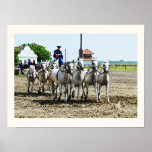 Affiche Hungarian horse riding