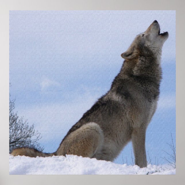 Affiche Hurlement de loup (Devant)