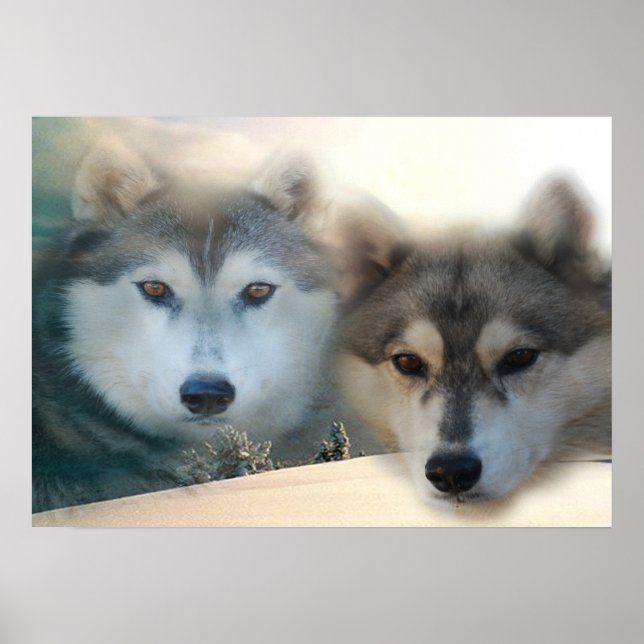 Affiche Huskies (Devant)