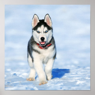 Affiche Husky