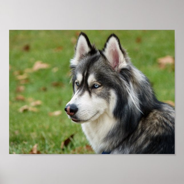 Affiche Husky (Devant)