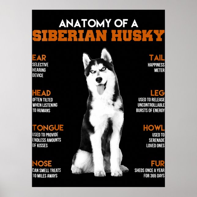 Affiche Husky | Anatomie Des Chiens Husky Sibériens (Devant)