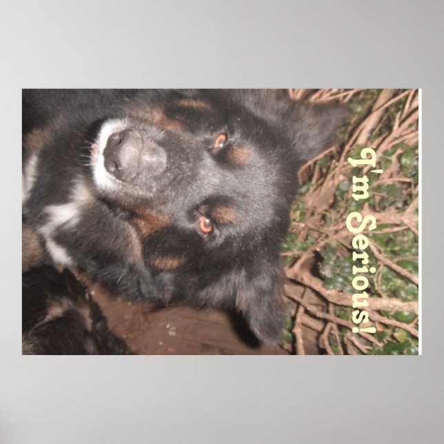 Affiche Husky Collie Croisé (Devant)